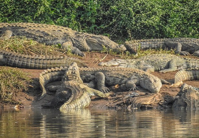 River of crocodiles