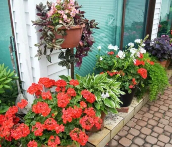 Tree Plantation Tips