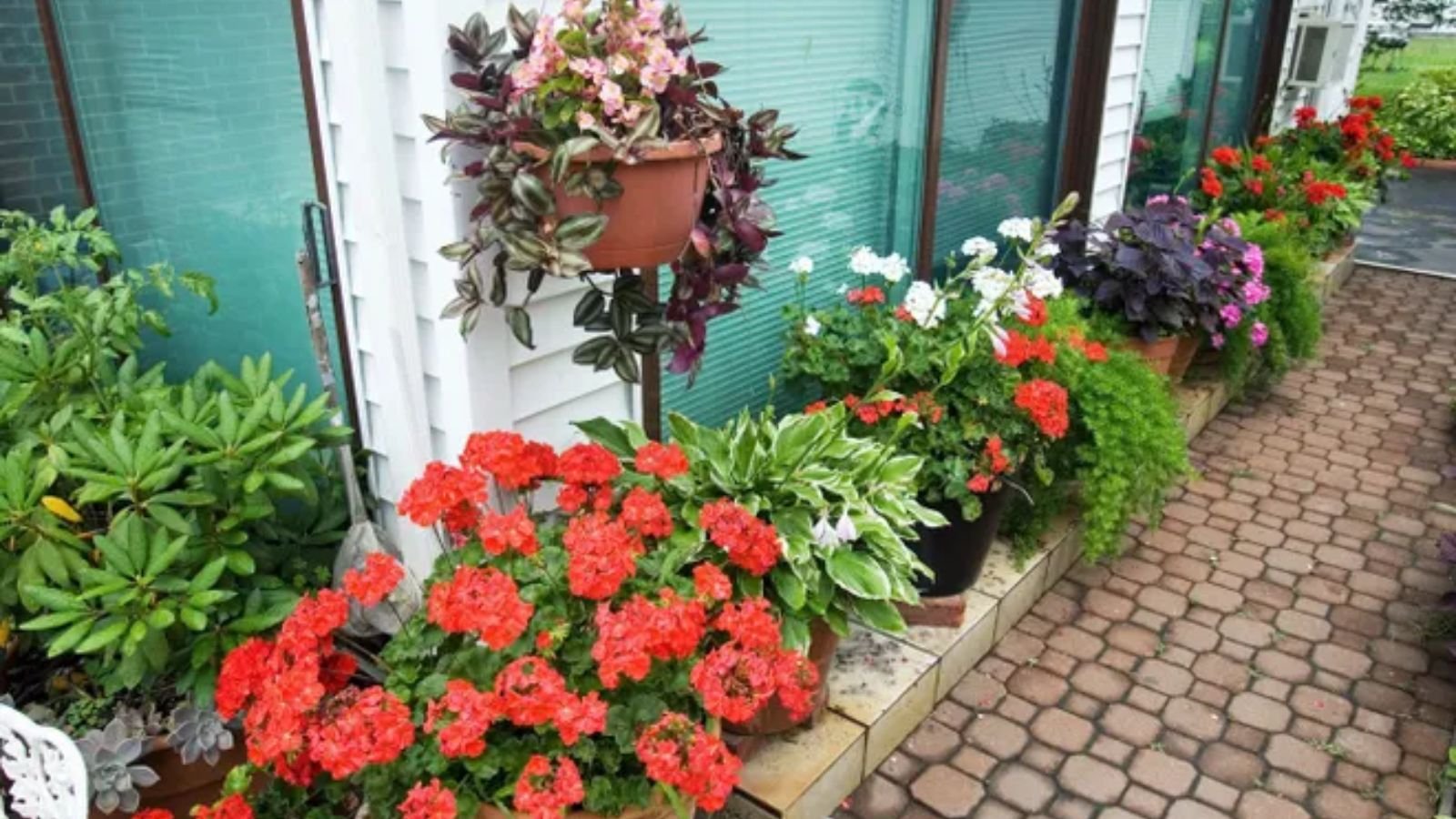 Tree Plantation Tips