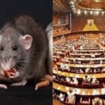 Rat VS Parliament of Pakistan