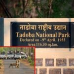 Tadoba Tourism