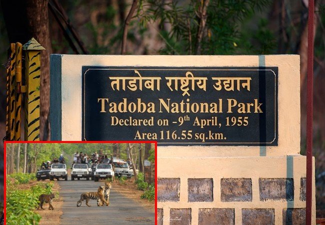 Tadoba Tourism