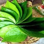 Betel Leaf