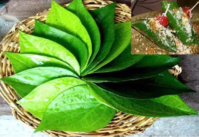 Betel Leaf