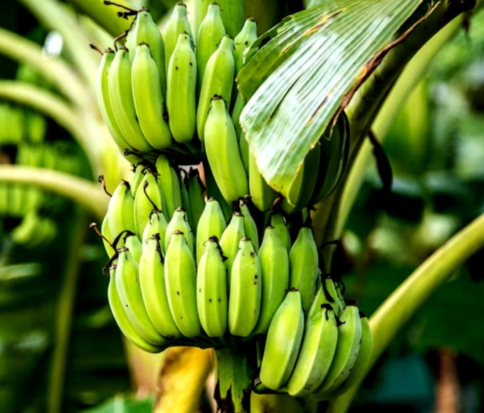 raw banana benefits