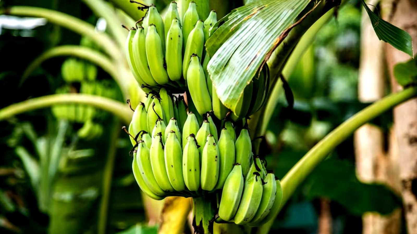 raw banana benefits