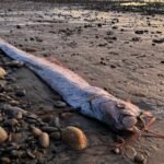 Fish of the Last Day