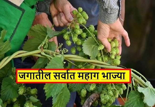 Most Expensive Veggies