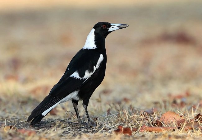 Magpie