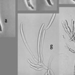 Fusarium graminearum