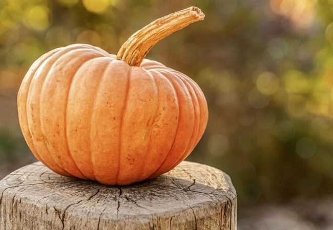 pumpkin