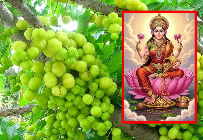 Amla Navmi