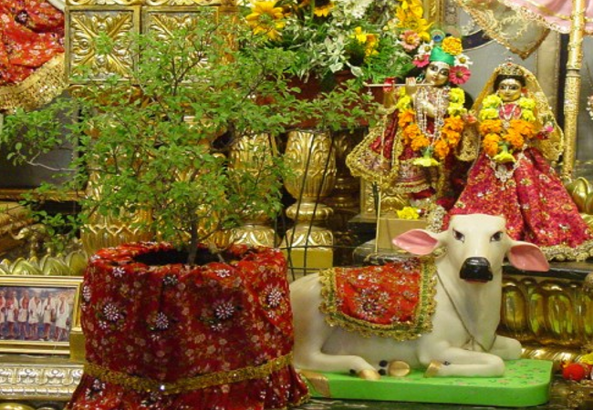 Tulshi Vivah