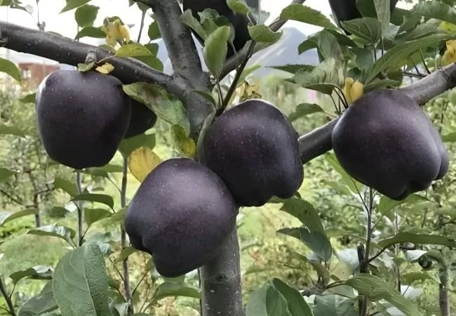 Black Diamond Apple 
