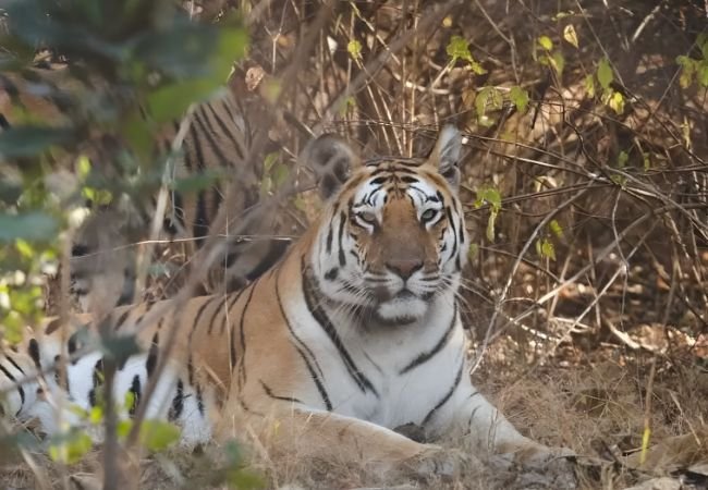 Nauradehi Tiger Reserve