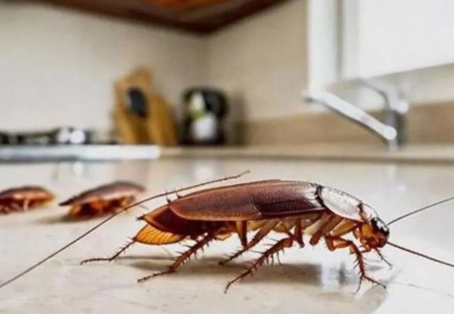 Cockroach