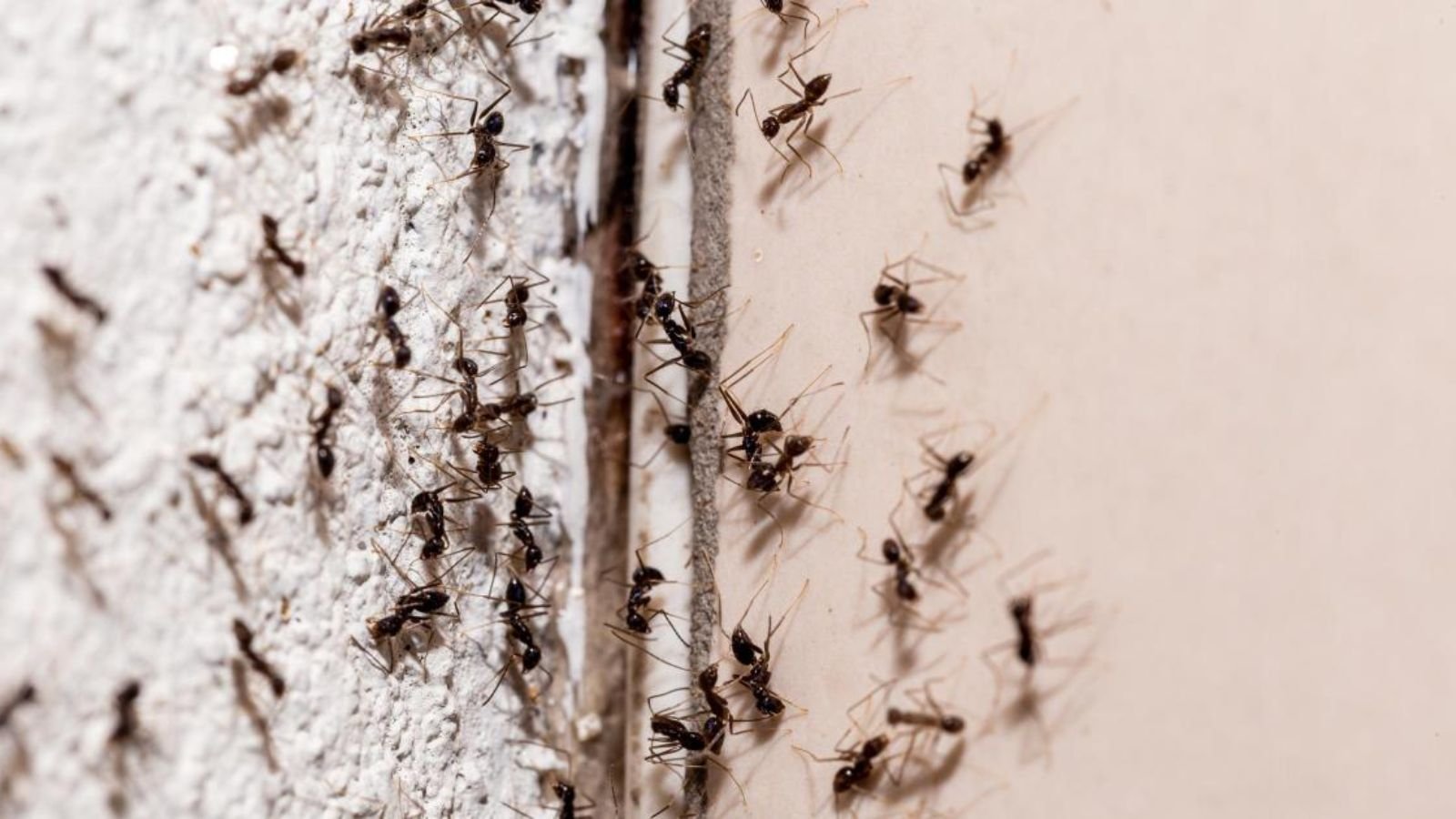 Red Ants Home Remedies